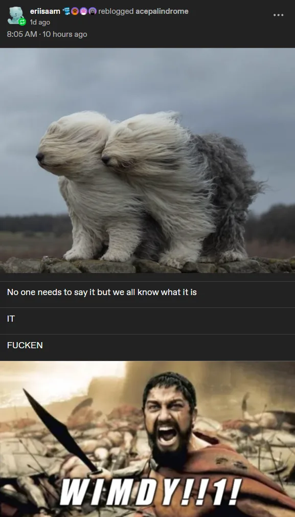 The image is split into two panels. The top panel shows two shaggy, wind-blown dogs standing close together on a stone wall…