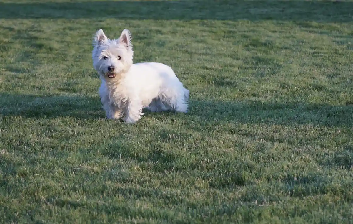 A small, fluffy white dog, likely a West Highland White Terrier, stands alert on a green grassy field. The dog has perky…