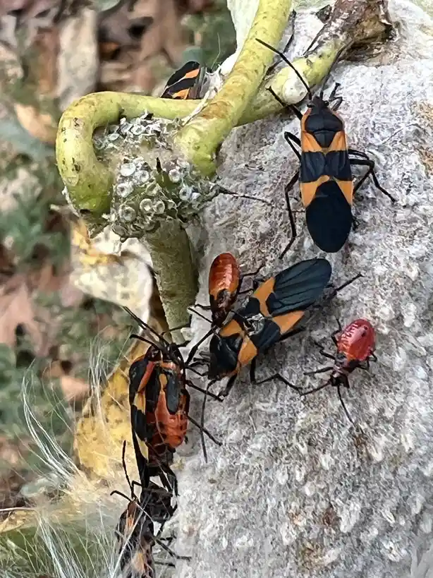 Meet the Milkweed Beetles: Nature's Little Oddities