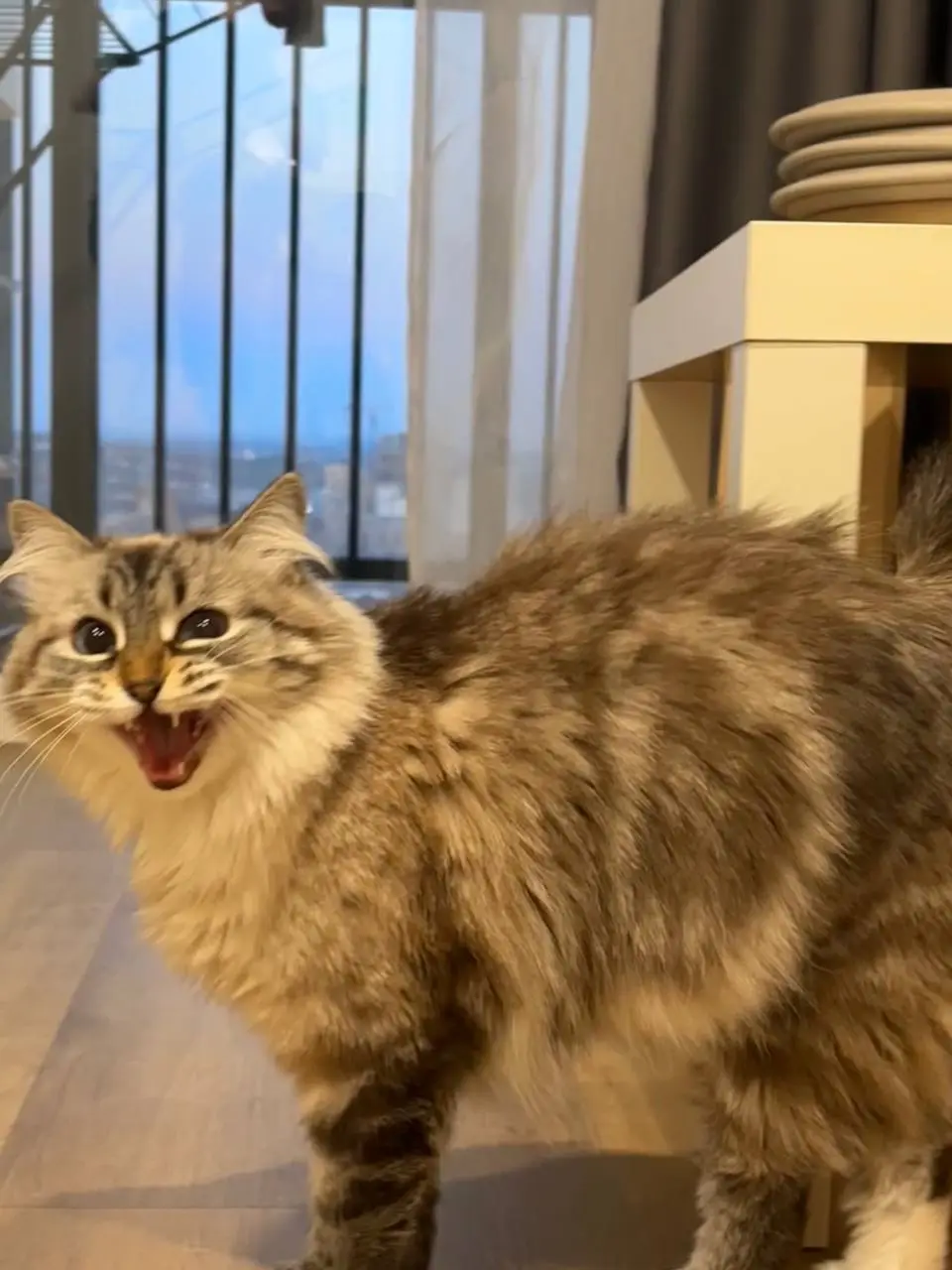 The Sound of Meow