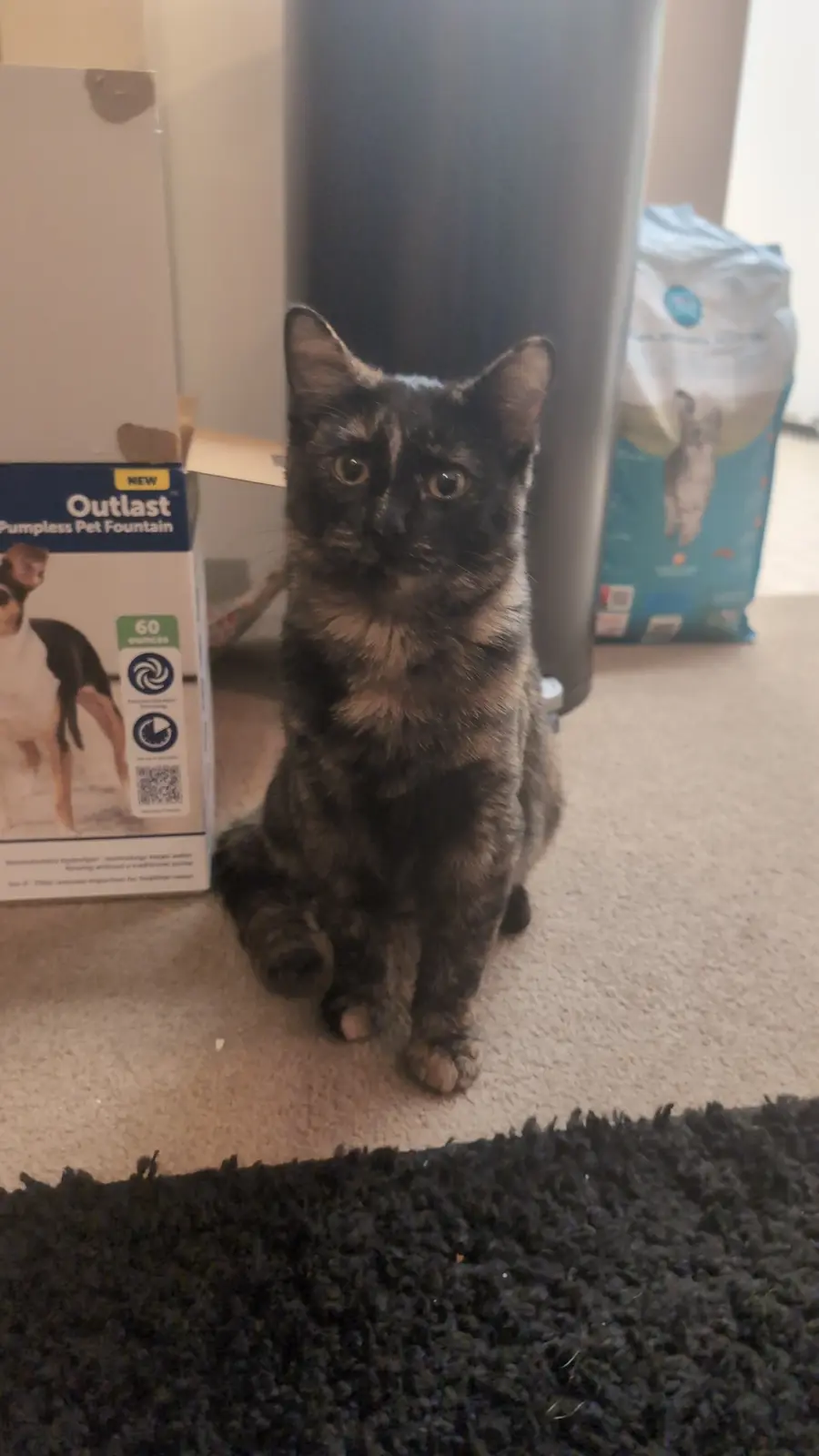 A tortoiseshell cat sits upright on a beige carpet, looking directly at the camera with wide, innocent eyes. To its left is…