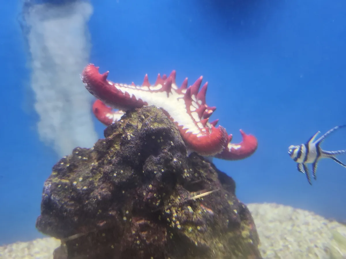 An underwater photo shows a red and white spiky sea creature, likely a starfish or sea cucumber, clinging to a dark…