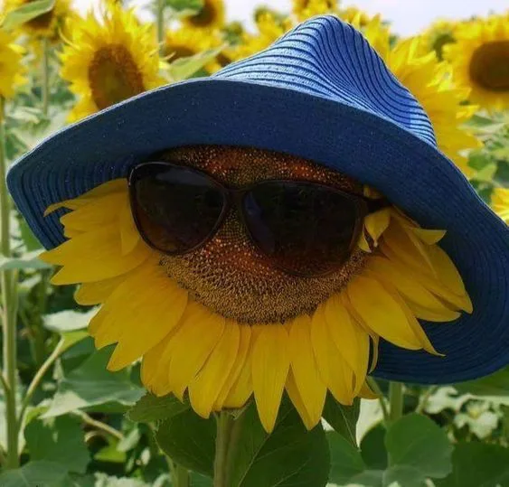 A sunflower in a field is wearing a blue wide-brimmed hat and dark sunglasses, giving it a cool, human-like appearance. The…
