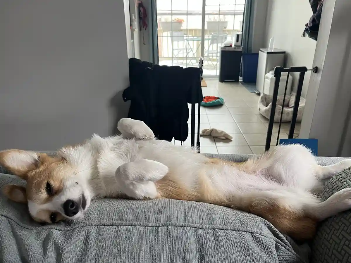 A tan and white corgi is lying on its back on a gray couch, exposing its belly and looking relaxed. The background shows a…