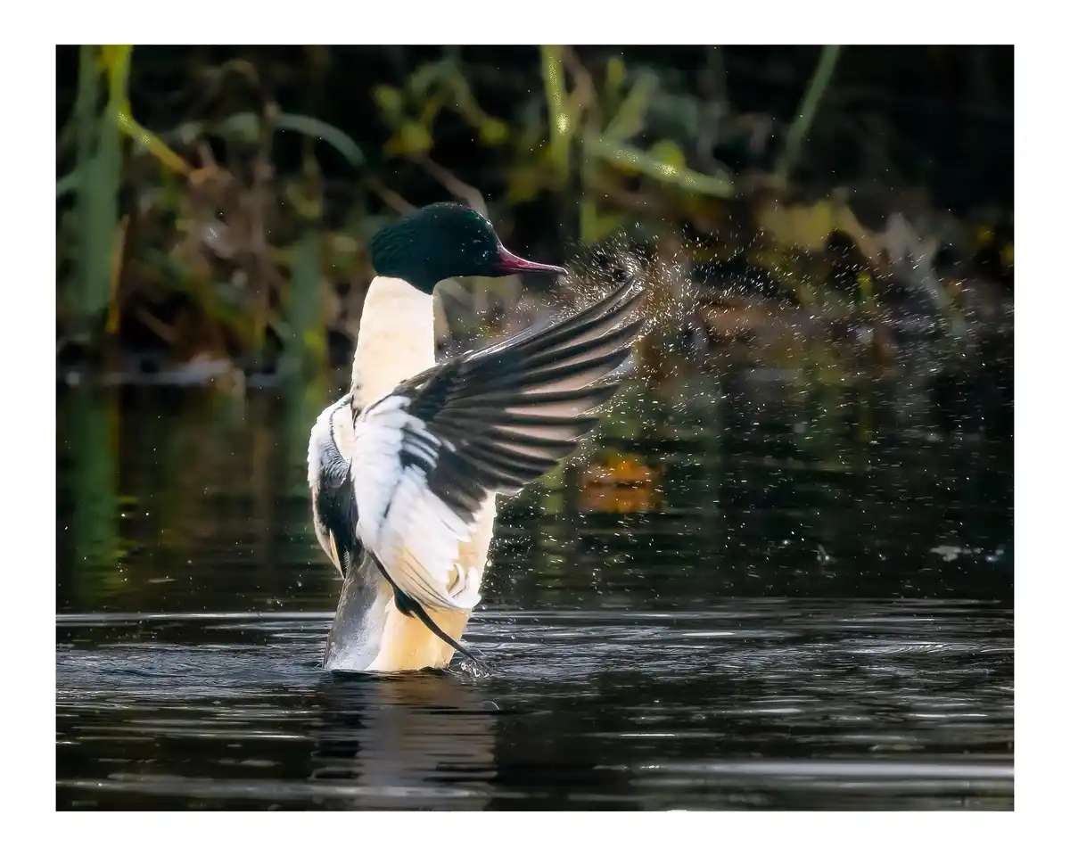 Quack! The Duck Chronicles