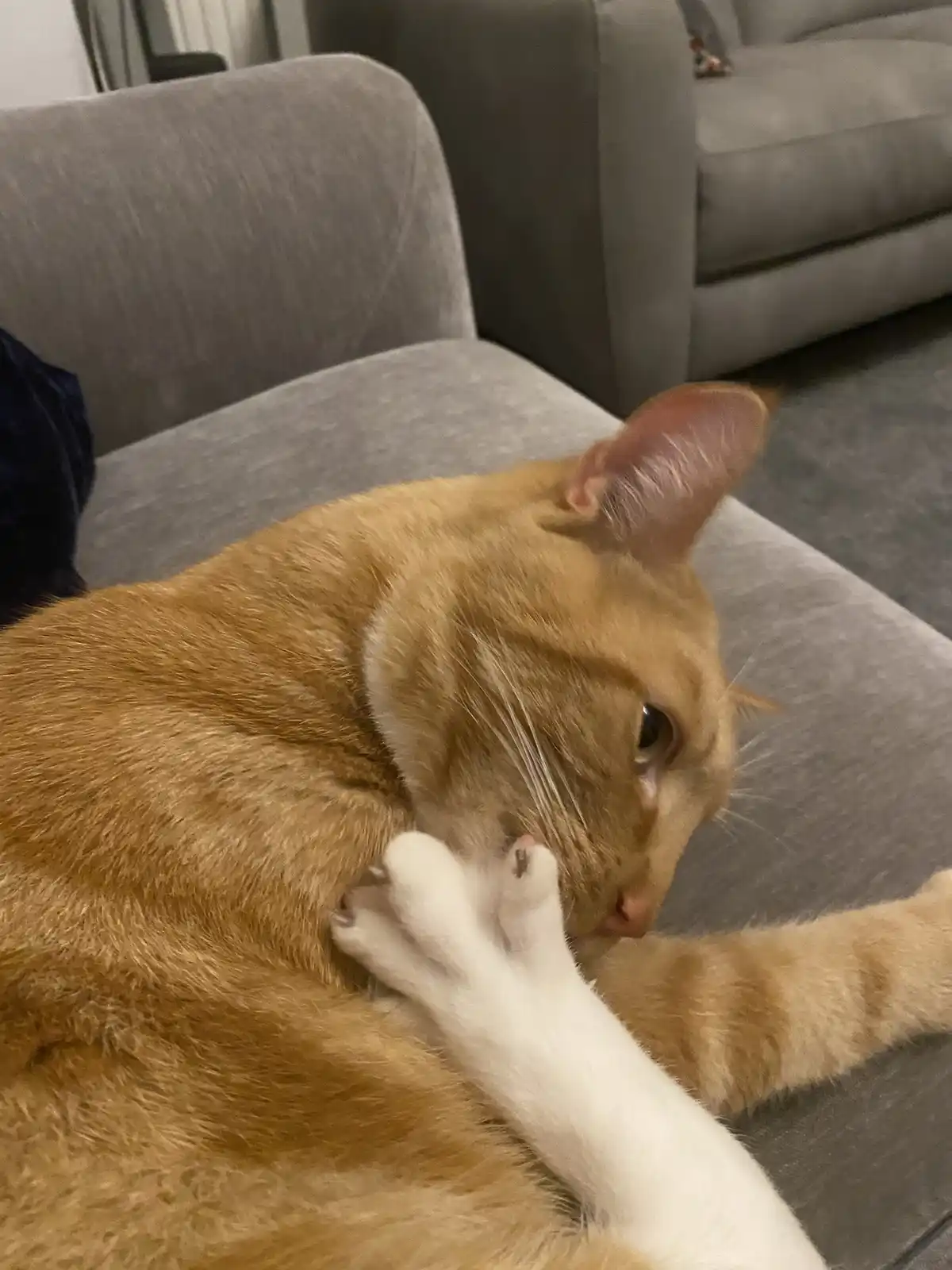 Biscuit's Daily Dose of Cuteness