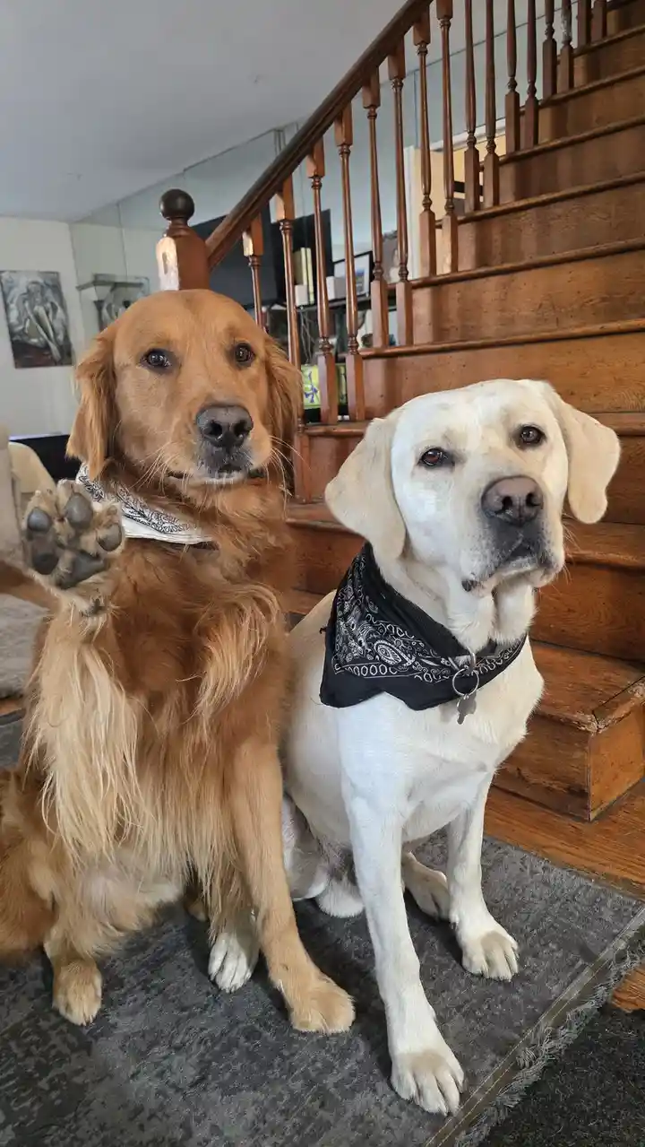Two dogs sit side-by-side on a carpeted stair landing in front of a wooden staircase. The golden retriever on the left…