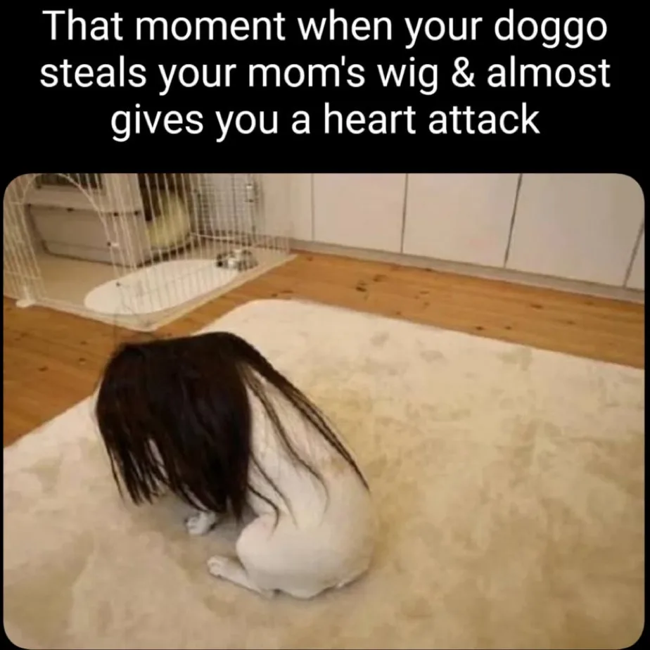 A small white dog is sitting on a beige rug with a dark brown wig draped over its head, obscuring its face. In the…