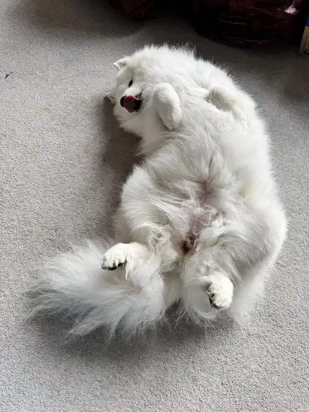 A fluffy white dog, likely a Samoyed, lies on its back on a gray carpet with its tongue out and paws up, appearing relaxed…