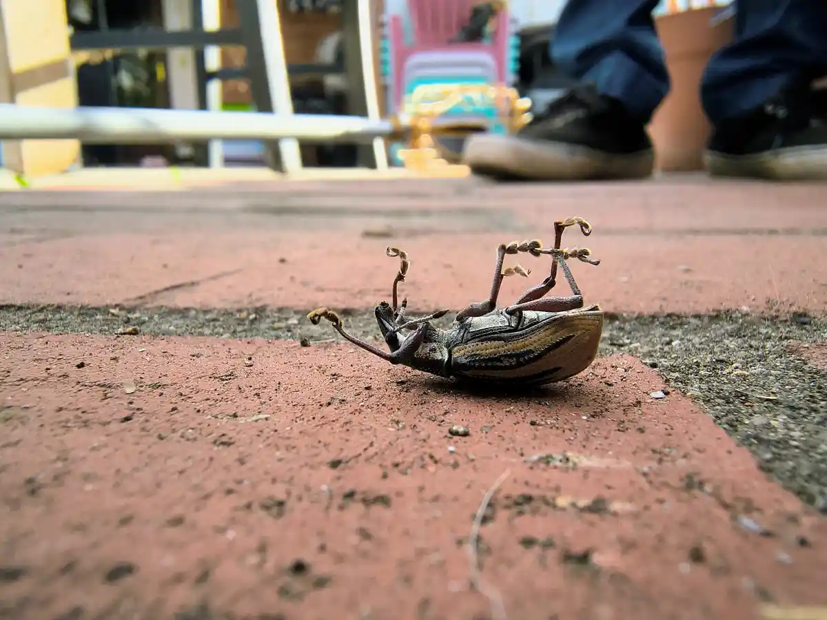 A close-up photo shows a striped weevil lying on its back on a red brick patio, legs and antennae curled up in the air. In…