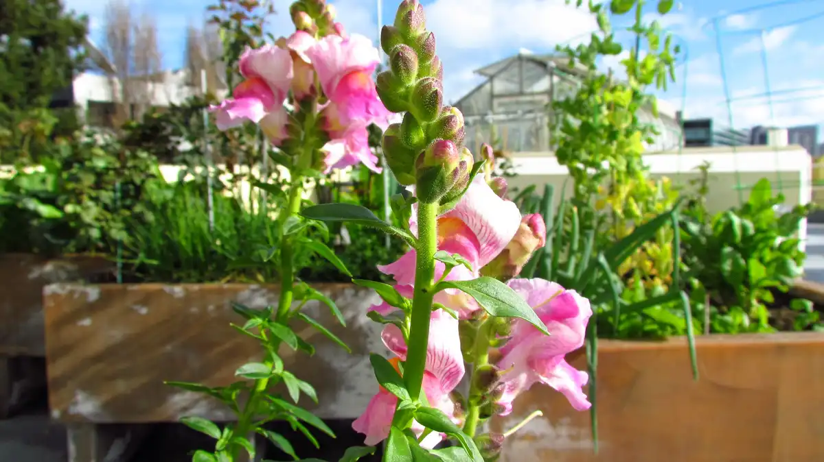 A close-up photo of pink and white snapdragon flowers in wooden planters on a sunny day, with green foliage and a greenhouse…