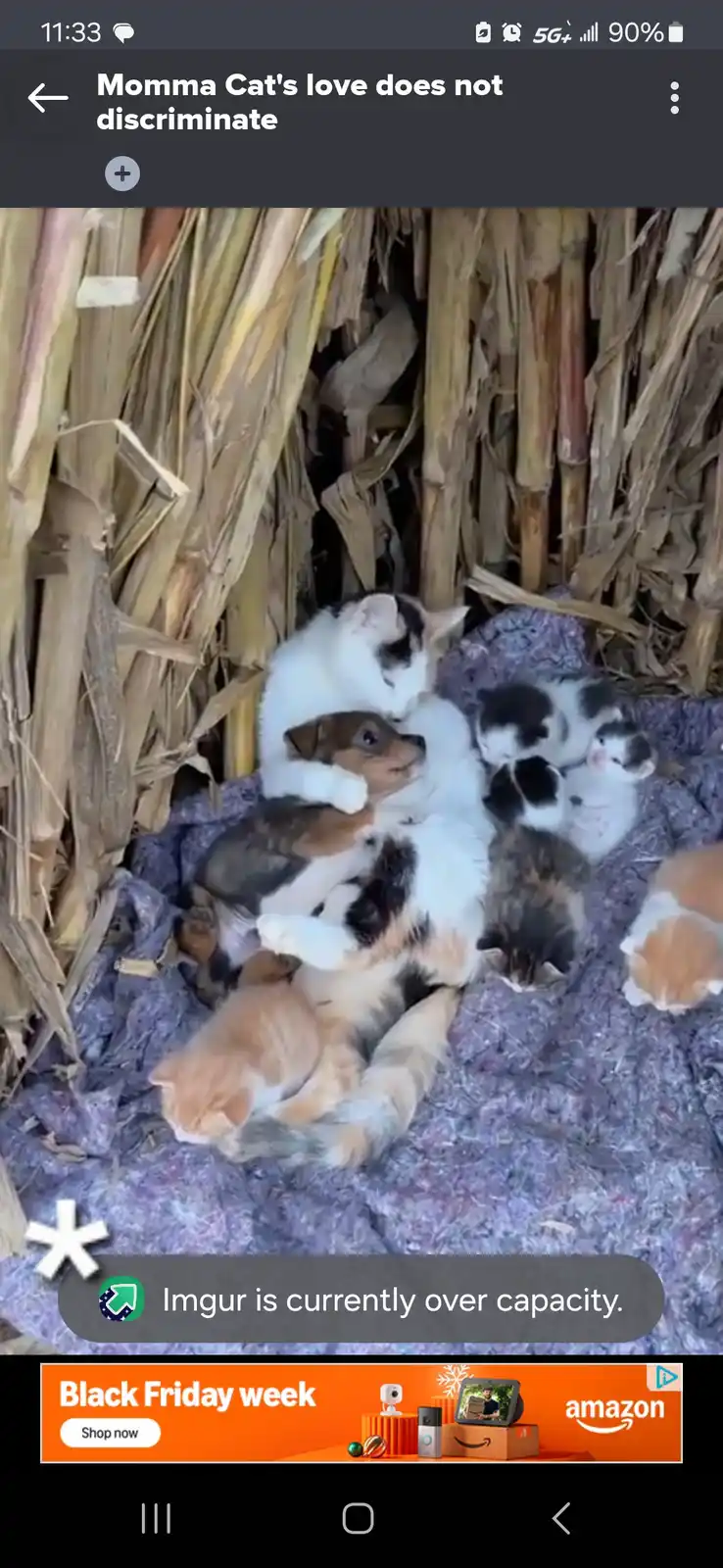 A calico cat is curled up with a small puppy and several kittens, all sleeping together on a purple blanket inside a shelter…