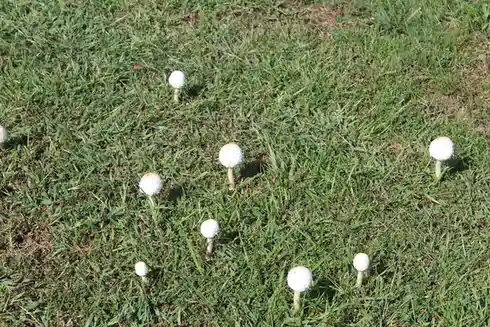 A photo of multiple small white mushrooms with light brown spots growing in a patch of green grass. The overlaid text reads…