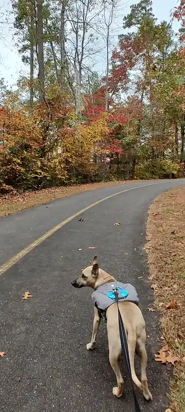 A tan dog wearing a grey vest with a blue leash attachment walks on a paved path through autumn woods with colorful foliage…