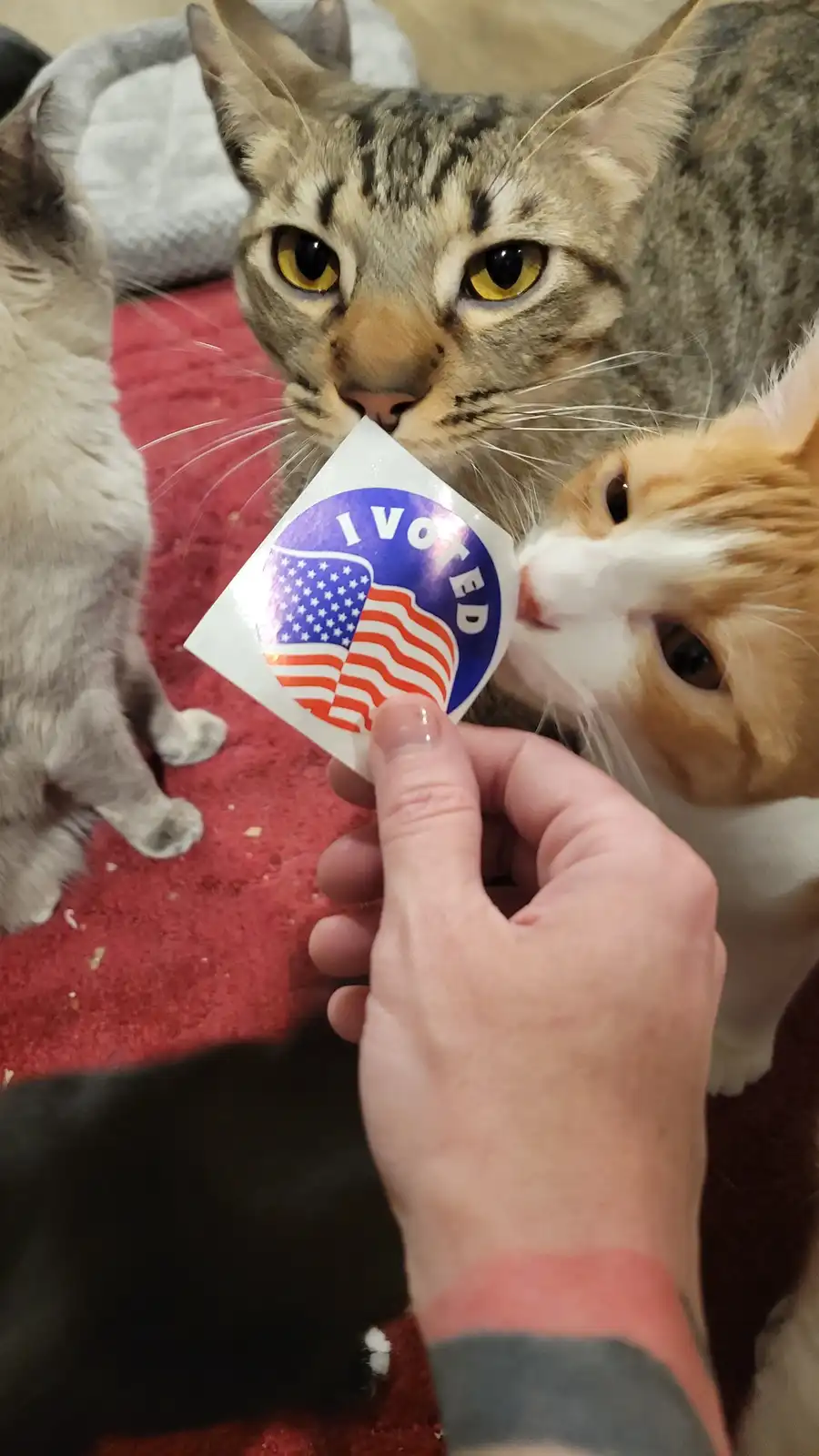A person holds an 'I VOTED' sticker featuring the American flag, which is being gently nibbled by a tabby cat. Another…
