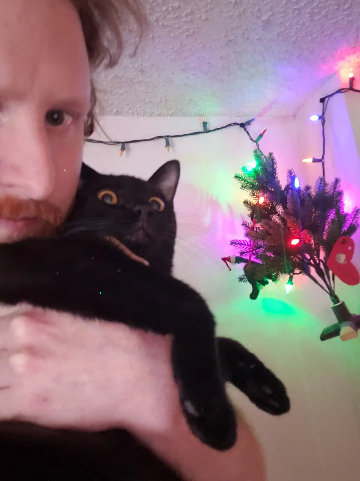 A person holds a black cat with wide, startled eyes in a room decorated with colorful Christmas lights and a small tree. The…