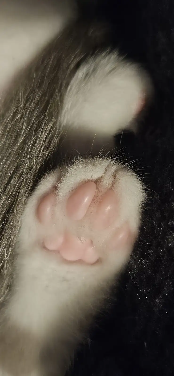 Adorable Kitten Beans: The Cutest Little Paws