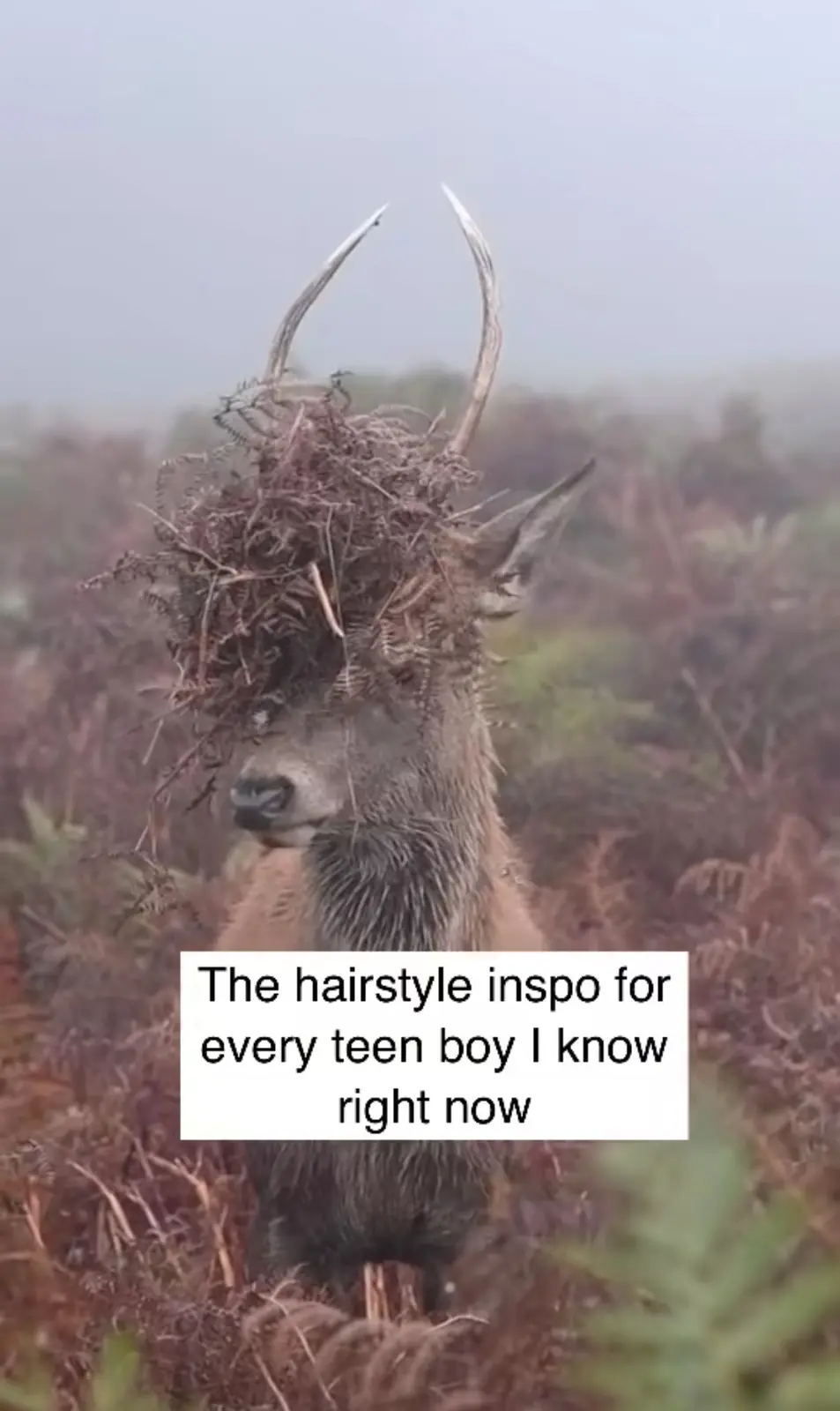 A deer with a large, messy pile of dried ferns and twigs on its head, resembling a wild, unkempt hairstyle, stands in a…