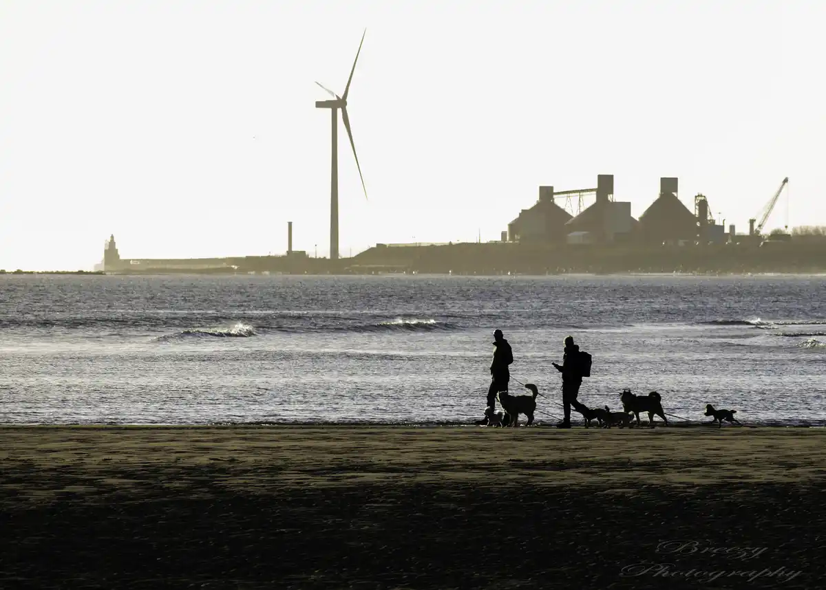 Two people are silhouetted on a beach, walking multiple dogs on leashes. In the background, a wind turbine and industrial…