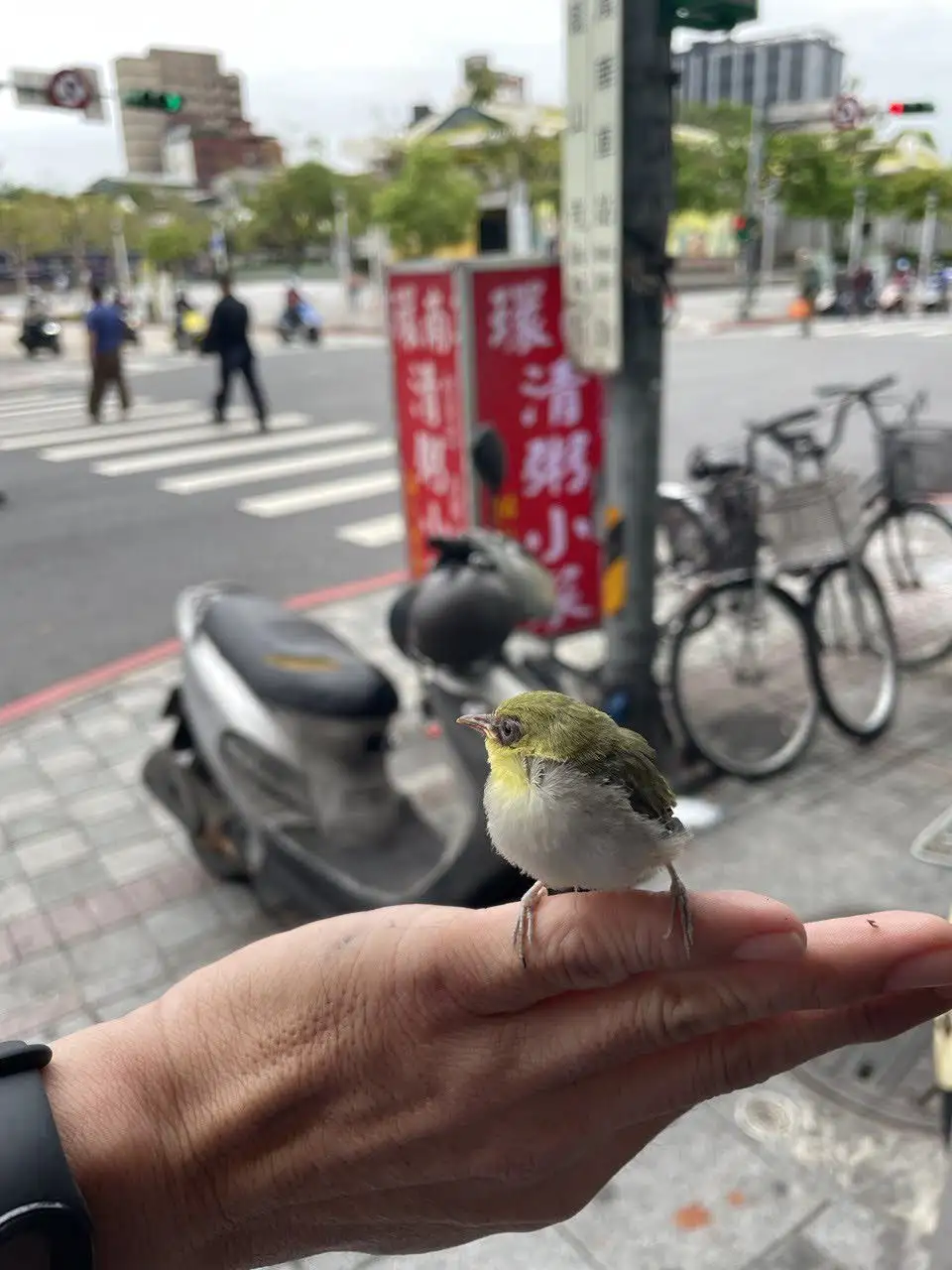 A small green and white bird perches calmly on a person's extended finger, with a blurred urban street scene in the…