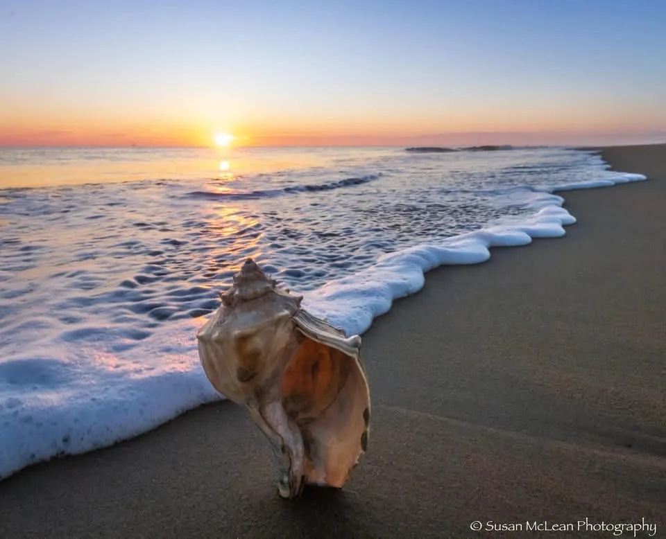A large seashell sits on wet sand at sunset, with gentle ocean waves lapping nearby. The sky shows warm orange and blue…