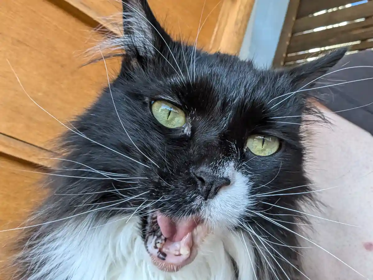 A close-up photo of a black-and-white cat with green eyes and long white whiskers, its mouth open with its tongue out and…