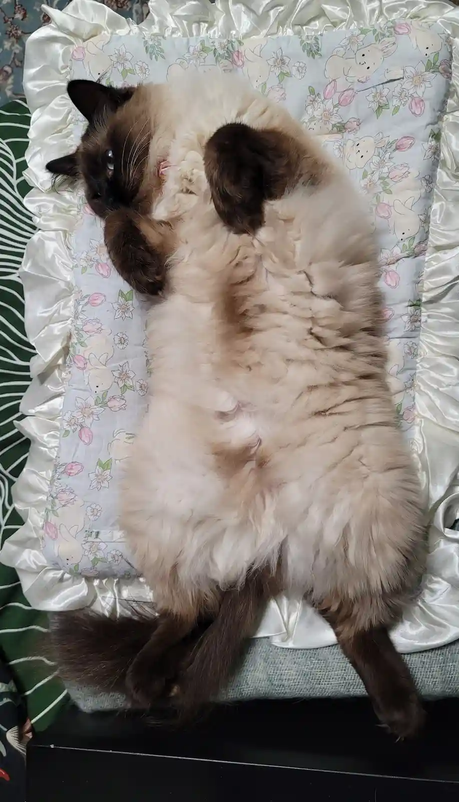 Clementine Wishes You a Joyful Caturday!