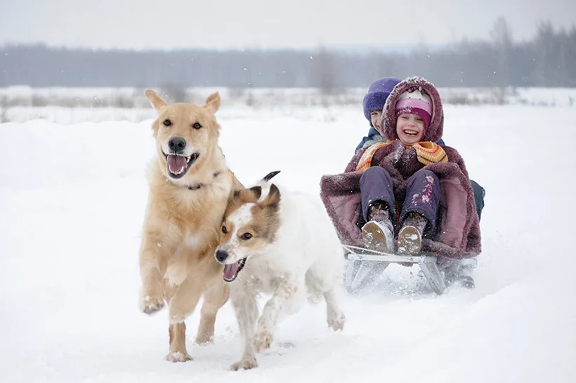 Two dogs, one golden and one white, are running through snow pulling a sled with two laughing children dressed warmly. The…