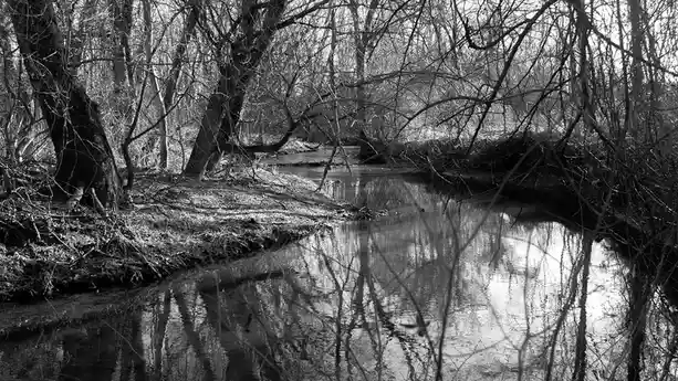 Just a Tranquil Creek: Nature's Simple Beauty