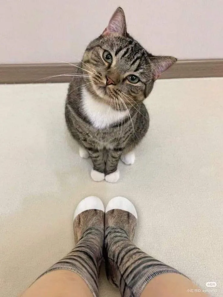 A tabby cat with a white chest sits on a light-colored floor, looking up at the camera. Below the cat, a person's feet are…