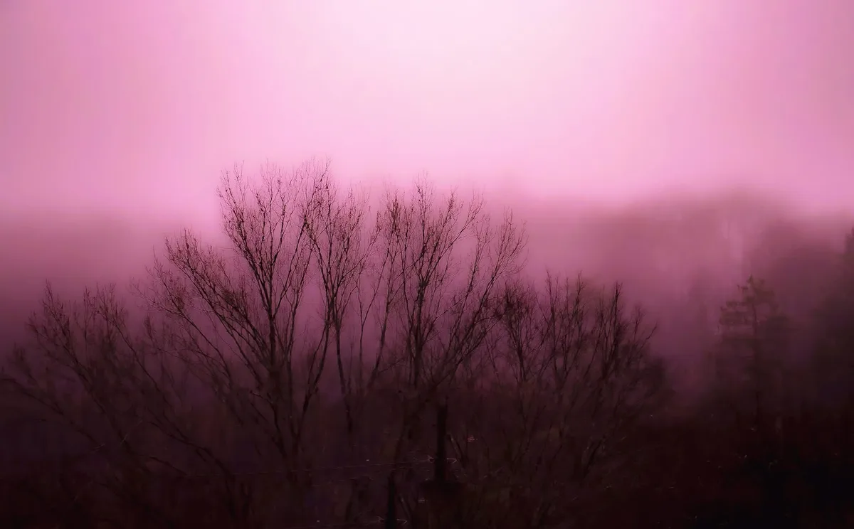 A serene landscape photo shows bare tree silhouettes against a hazy, pink-tinged sky, with mist obscuring distant hills. The…