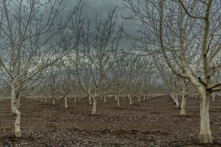 Rows of bare, leafless trees stretch into the distance under a gloomy, overcast sky, their branches forming a stark…