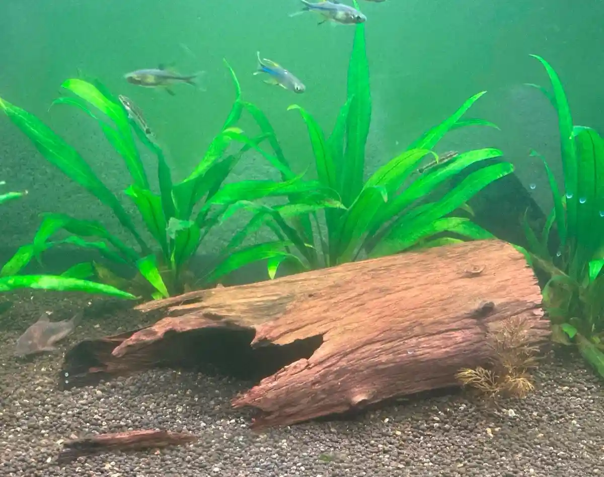 An aquarium scene with green aquatic plants, a large piece of driftwood, gravel substrate, and several small fish swimming…