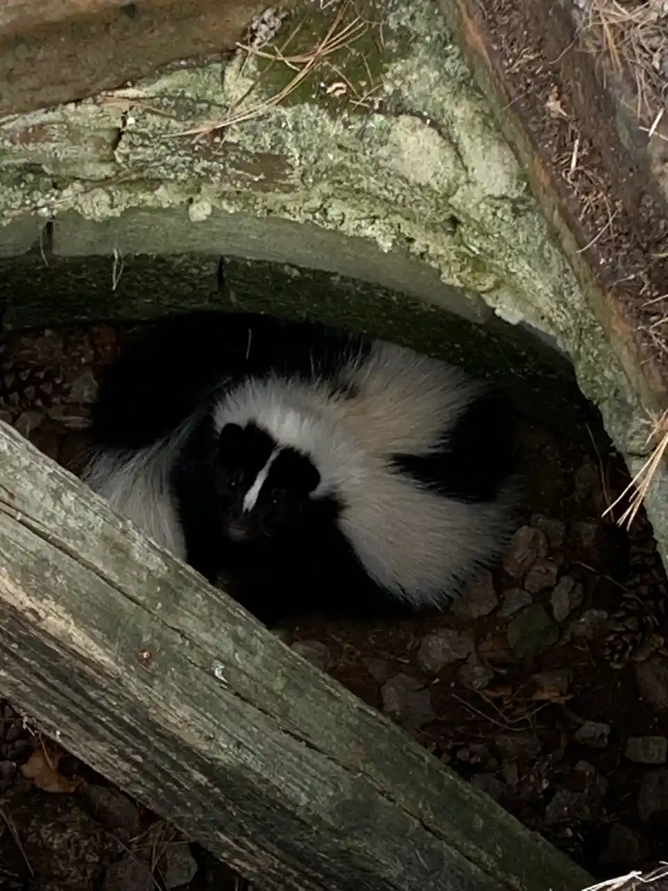 Skunk Adventures in Our Storm Drain