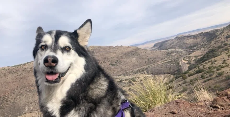 A black and white husky dog with a purple harness sits on a rocky hillside overlooking a vast, arid landscape with rolling…