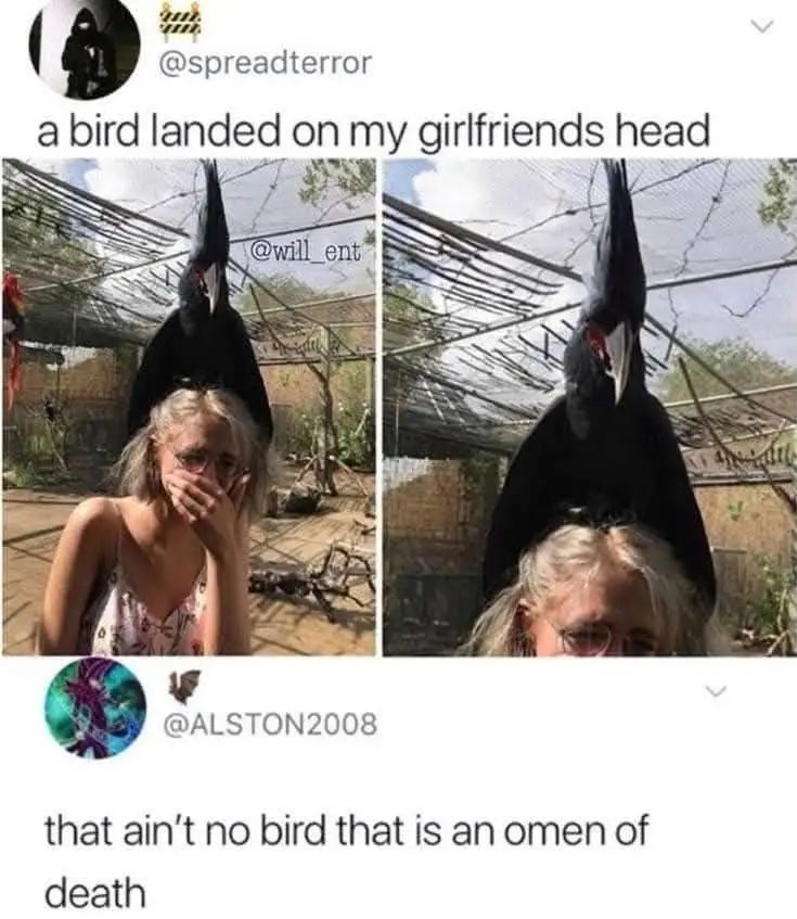 Two photos show a large black bird perched on a woman's head in an outdoor enclosure. In the first photo, the woman covers…