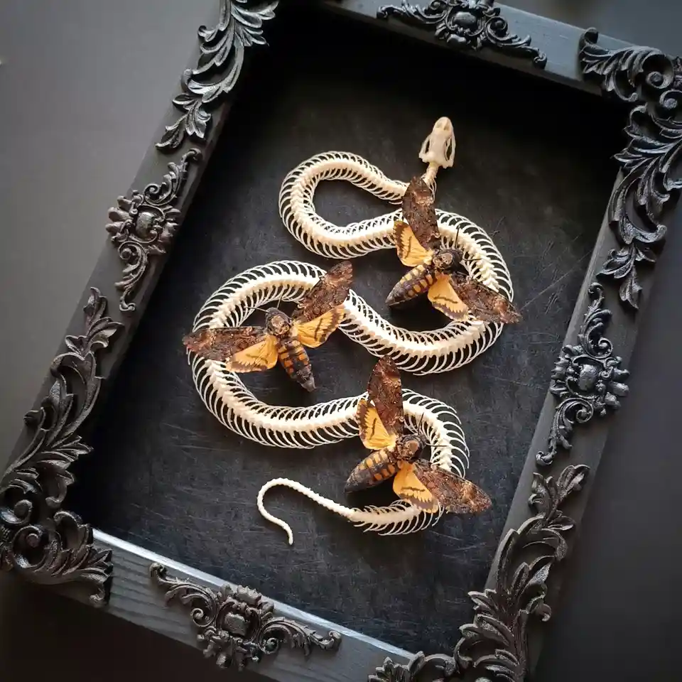 Project Complete: A Stunning Framed Snake Skeleton with Death's Head Moths