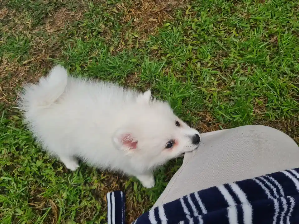 A small, fluffy white dog with dark eyes and a black nose stands on green grass, gently nuzzling or licking the leg of a…