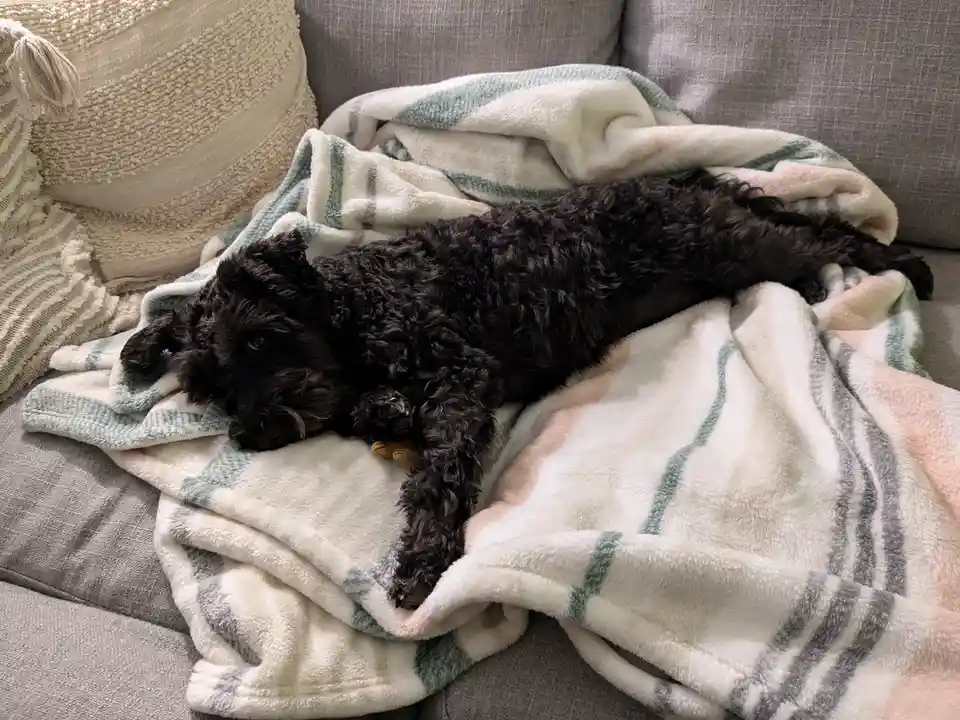 A black, curly-haired dog lies stretched out on a soft, striped blanket on a gray couch, looking relaxed and slightly…