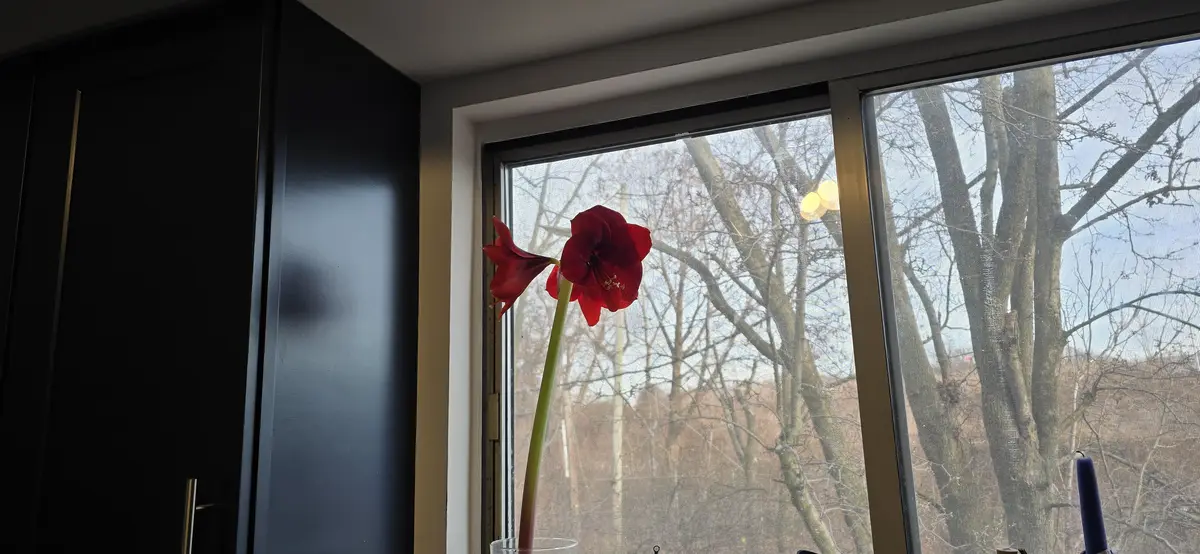 A vibrant red amaryllis flower in a clear glass vase sits on a windowsill, with bare winter trees visible through the window…