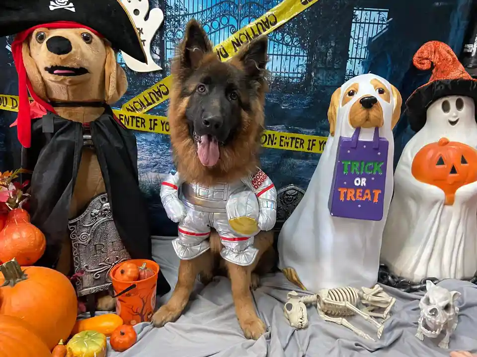 A German Shepherd dog in a shiny silver astronaut costume sits among Halloween decorations, flanked by a pirate dog puppet…