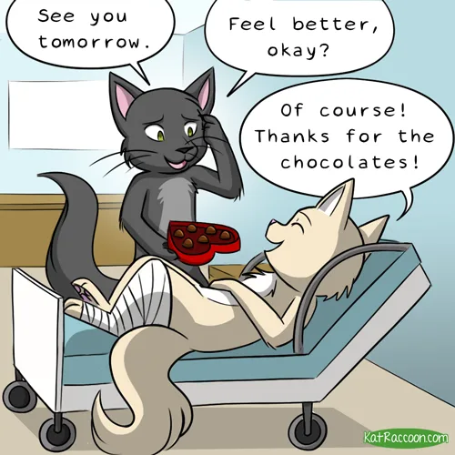 A cartoon grey cat stands beside a hospital bed, holding a red heart-shaped box of chocolates, while a cream-colored…