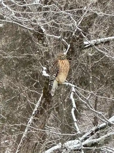A hawk perched on a snow-dusted tree branch in a winter forest, looking sternly at the camera. The image has text overlaid…