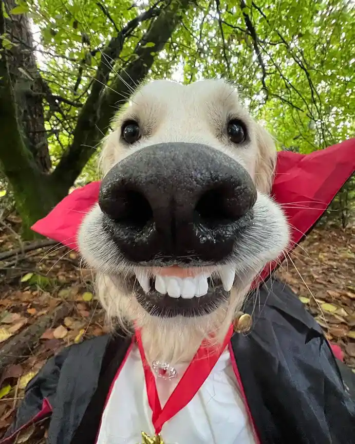 A golden retriever is dressed as a vampire, wearing a black cape with red lining, a white shirt, and a red ribbon with a…