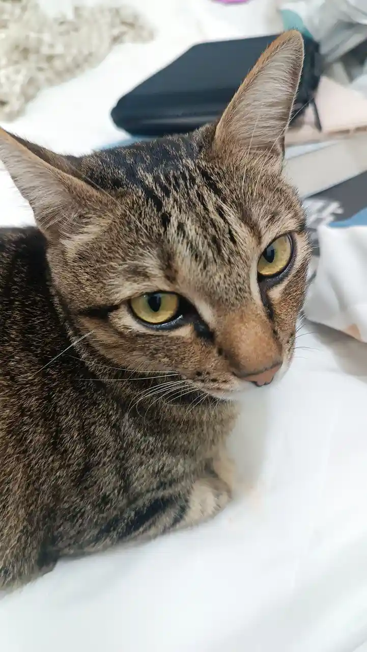 A close-up photo of a tabby cat with striking yellow eyes and dark stripes, looking directly at the camera with a calm…
