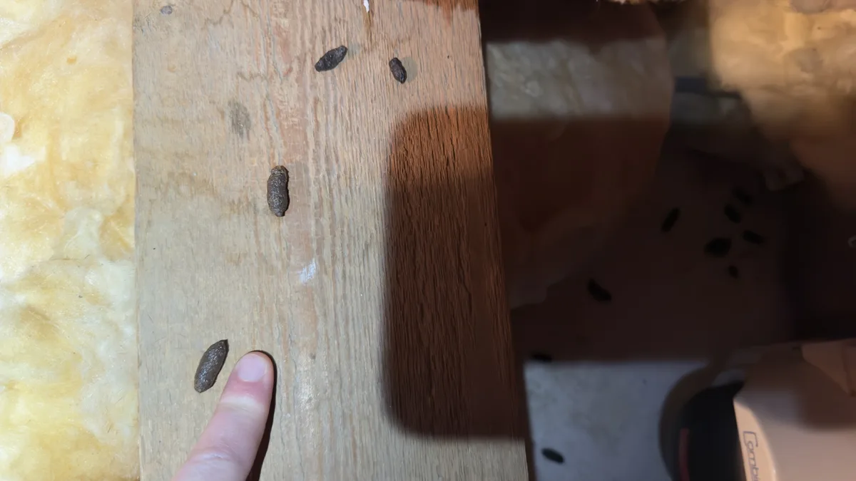 A close-up photo shows several small, dark, cylindrical droppings on a wooden surface, with a person's finger pointing to…