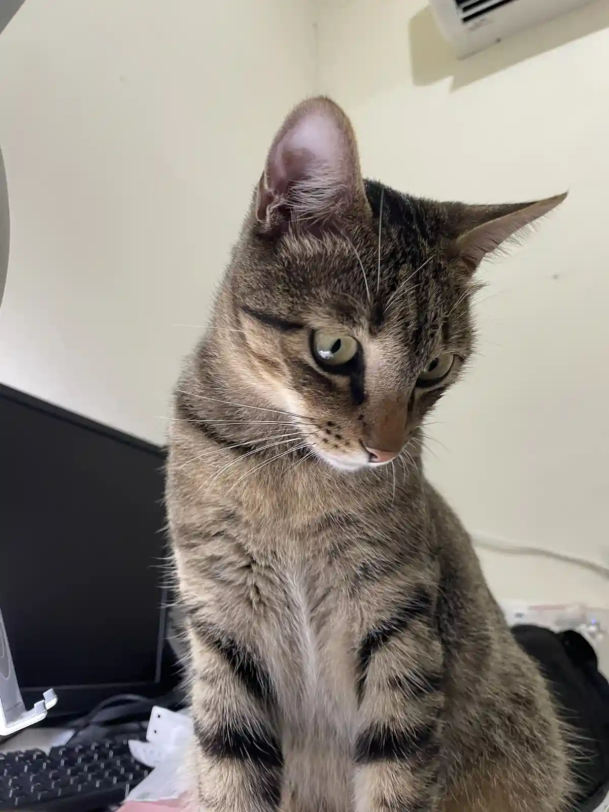 A tabby cat with green eyes and black markings sits on a desk next to a computer monitor and keyboard, looking slightly to…