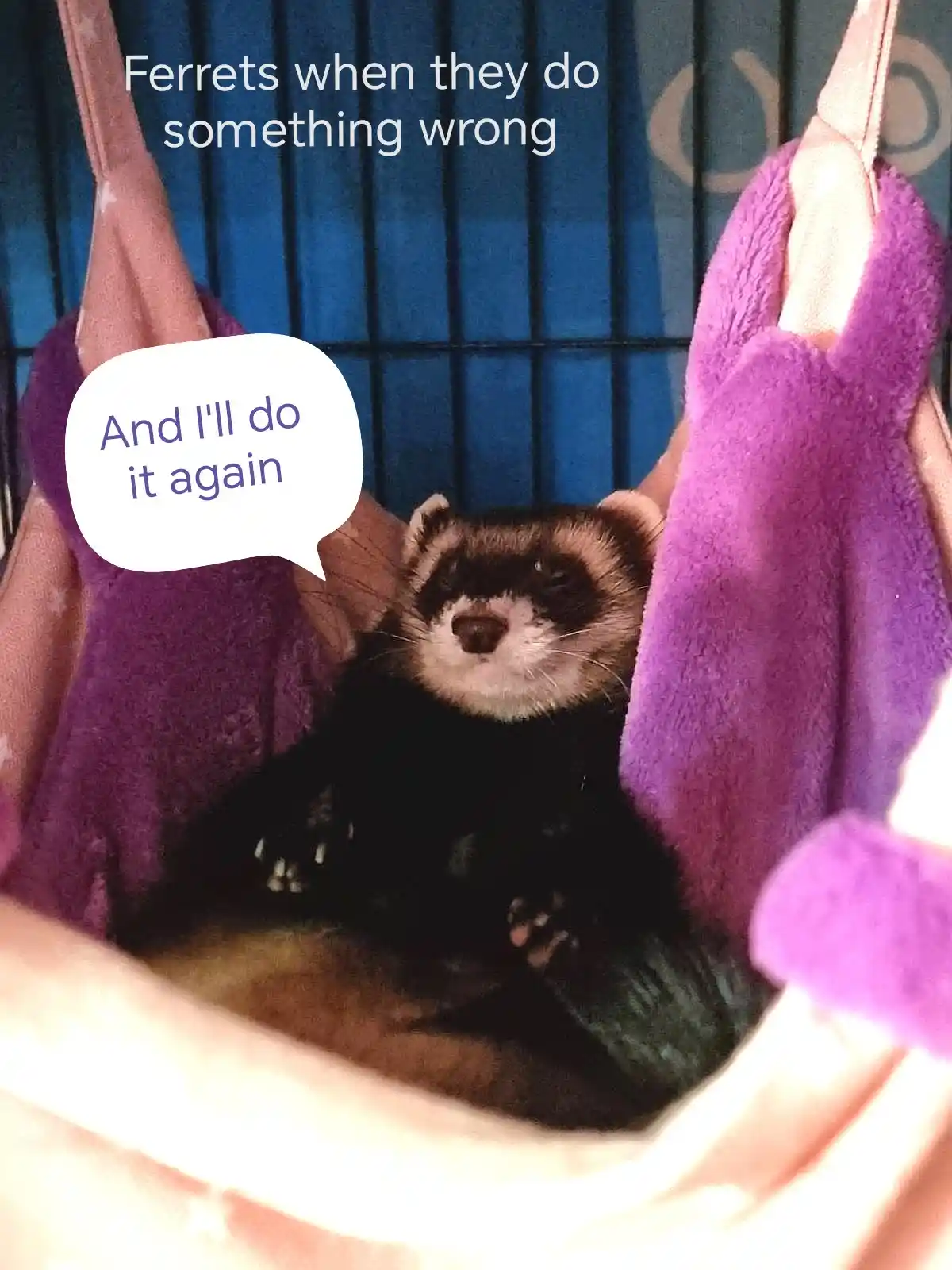 A black and brown ferret is lounging in a purple and pink plush hammock inside a cage, looking directly at the camera with a…