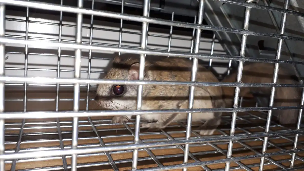 A small brown mouse with a large, reflective red eye peers through the bars of a metal cage trap. The mouse's whiskers and…