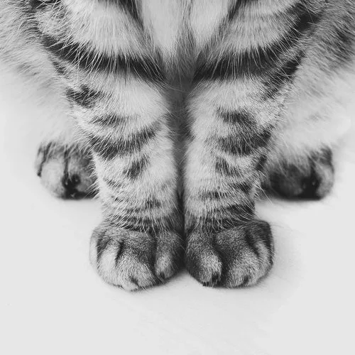 A black and white close-up photo shows the front paws of a tabby cat standing still on a light surface, with the text…